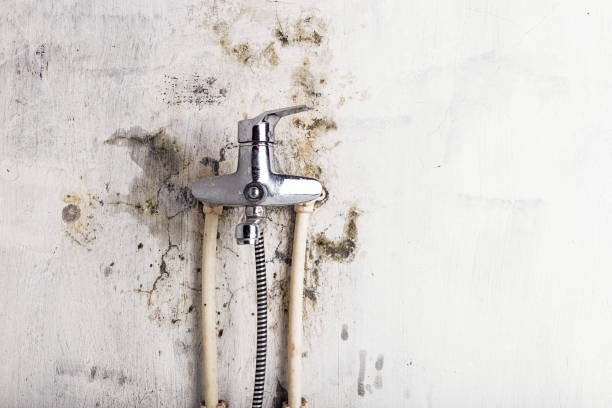Best Insurance-Related Mold Remediation in Running Springs, CA