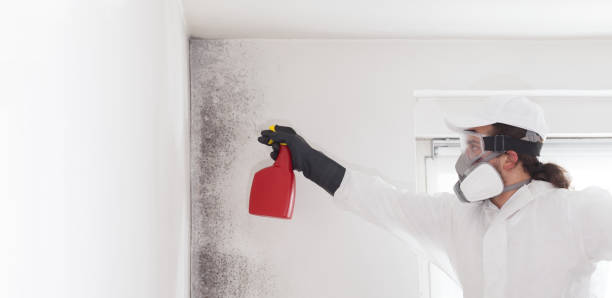 Best Crawl Space Mold Remediation in Running Springs, CA