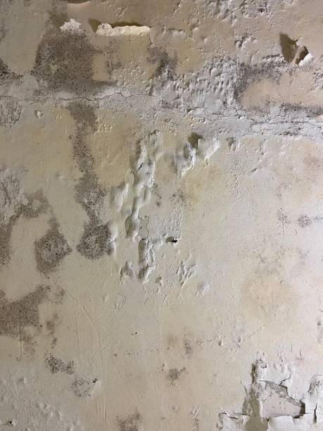 Best Residential Mold Remediation in Running Springs, CA