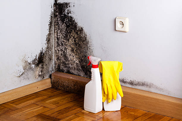 Best DIY Mold Remediation Support Services in Running Springs, CA