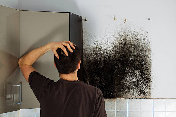 Best White Mold Remediation in Running Springs, CA